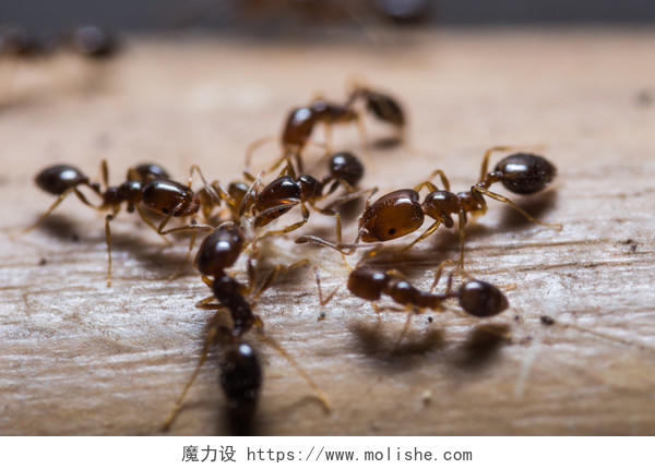 一群蚂蚁在桌面上行走